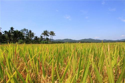 东北大米属于哪个地方特产 东北有名的大米是哪儿的