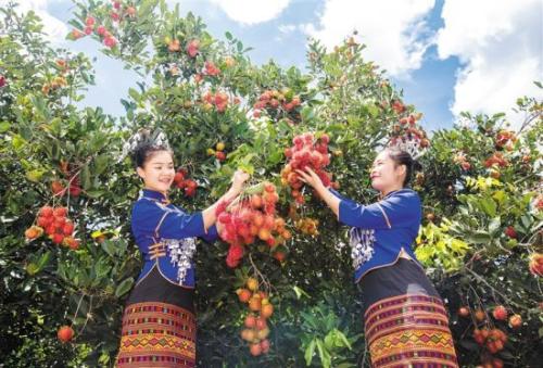 越南特产红毛丹山竹火龙果 最便宜的越南红心火龙果