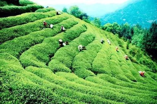 地区特产茶叶是什么茶 