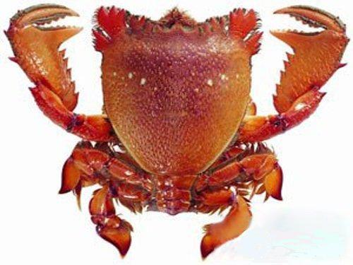 温州有哪些特产蟹 温州哪里的大螃蟹最好吃