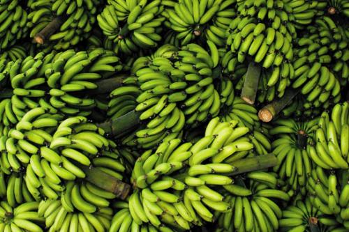 香蕉是哪个地区的特产 中国的香蕉是哪里的