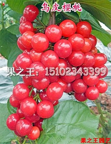 青州特产樱桃价格 山东樱桃最贵的多少钱一斤
