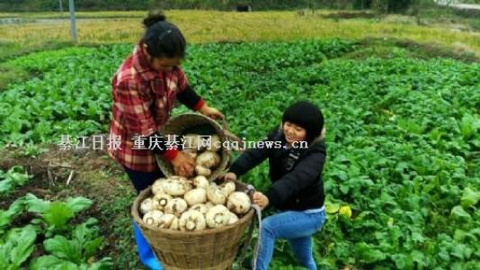 萝卜是中国特产吗 中国最有名的萝卜产地
