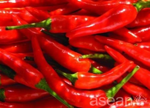 循化的特产辣椒是什么 青海循化辣椒什么地方能买到