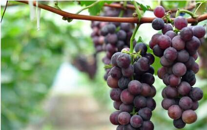 新疆特产里面有红葡萄干吗 新疆的葡萄干为什么特别好吃