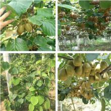 杨凌的猕猴桃的特产是怎样形成的 周至猕猴桃的六个之最
