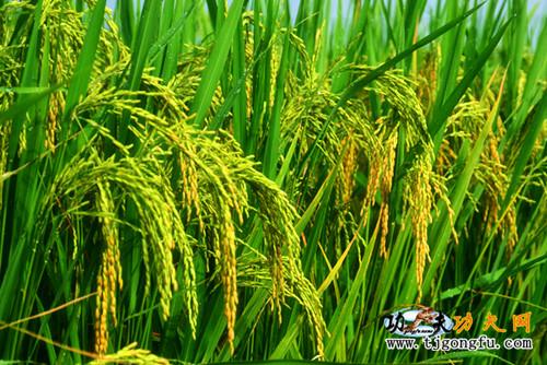新疆特产有哪些大米 新疆本土特色的大米