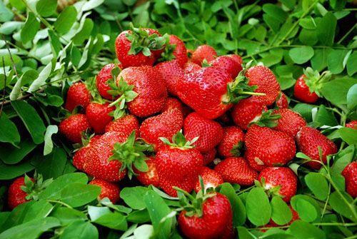 家乡草莓特产 家乡的特产草莓怎么介绍