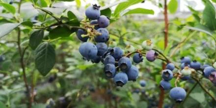 蓝莓特产 蓝莓是哪个地方的特产