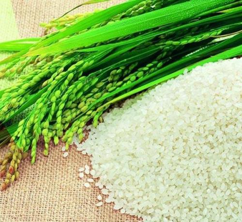 广西特产大米是什么品种 广西最好吃的大米是哪个