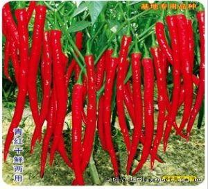 新疆特产辣椒 新疆最香的辣椒排名