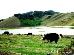 牦牛肉干西藏特产有油 西藏本地牦牛干怎么吃