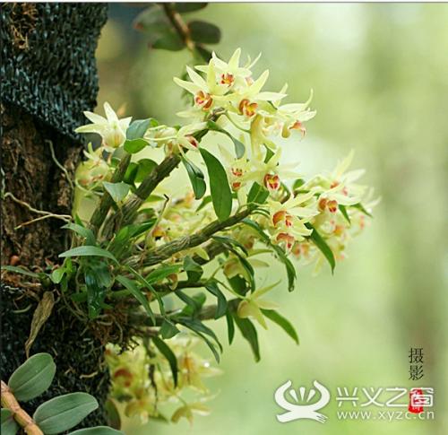 金针菇是黔西南当地的特产吗 贵州黔西南的特产有哪些