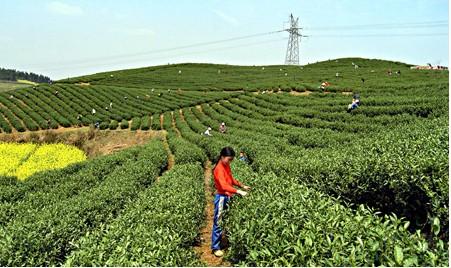 贵州有啥茶叶特产卖 贵州有哪些茶叶图片