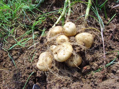 贵州特产马铃薯粑粑怎么做 正宗贵州土豆粑粑小吃的做法