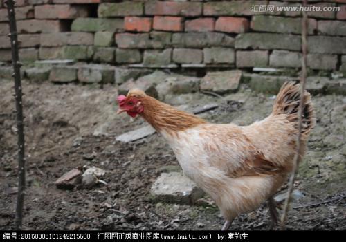安徽土特产鸡 