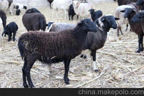 阿旺绵羊哪里特产 中国十大绵羊特产
