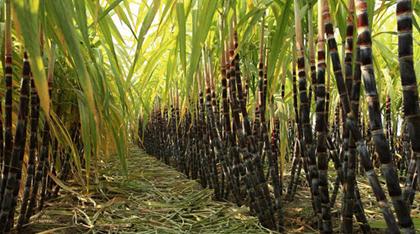 甘蔗是不是贵州的特产 给外地人普及一下贵州的甘蔗