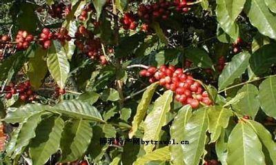 越南特产卡布奇诺咖啡 越南特产咖啡多少钱