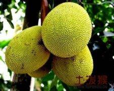 贵州菠萝特产是真的吗 中国各省菠萝特产
