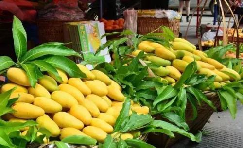 越南特产无糖芒果干 越南黑心芒果干的制作过程