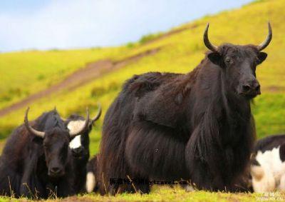 牦牛肉干是哪个地方的特产 西藏哪里的牦牛肉干正宗