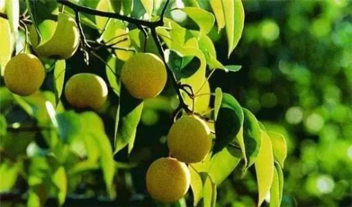 酸梨是哪里的特产 东北酸梨哪个品种好吃