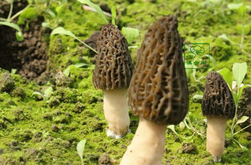 羊肚菌菇是哪里的特产 营养价值最高羊肚菌菇排名