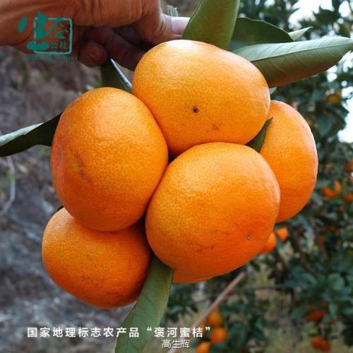 2022雁江特产蜜橘多少钱一斤 永新蜜橘多少钱一斤