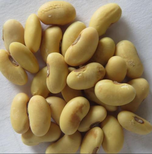 宁波的特产黄豆粉 正宗贵州土特产黄豆粉
