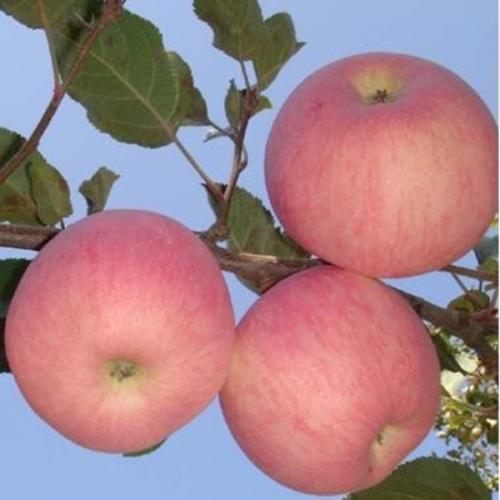 印度木苹果特产 印度盛产苹果