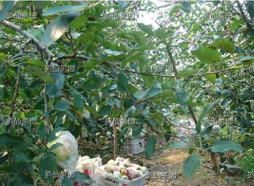 济南特产园规模 济南最大的临期食品批发市场