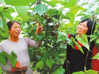 甘肃省庆阳市的特产是什么水果 甘肃省特产水果有什么