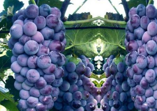 山东特产葡萄品种 山东省内比较好的葡萄品种有哪些