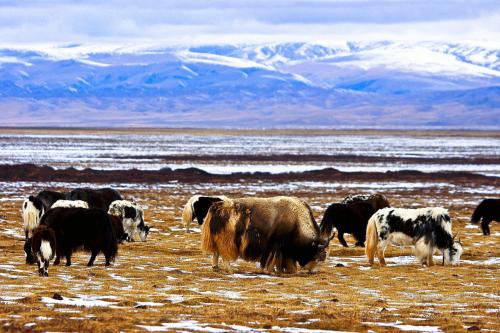 西藏特产达人牦牛肉干 西藏牦牛肉干推荐