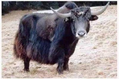 西藏正宗特产牦牛肉干 西藏正宗牦牛肉干哪里买