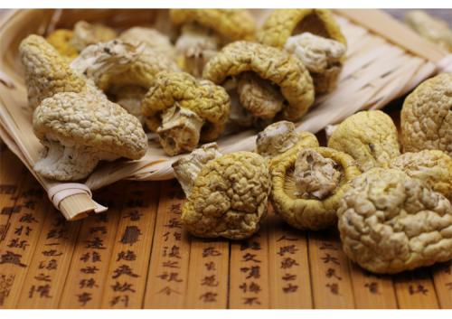 特产蘑菇都有哪些 中国最好的蘑菇产地在哪