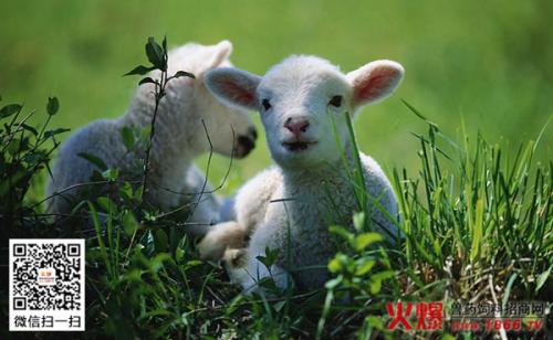 滨州特产羊品种 山东本土羊品种