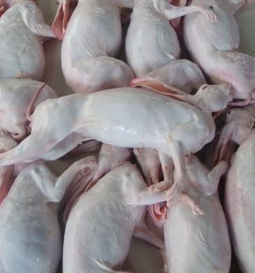 什么兔肉是江西特产 四川特产兔肉多少钱一斤