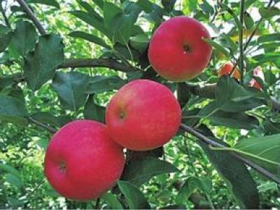 山东特产苹果介绍 山东最出名的苹果在哪里