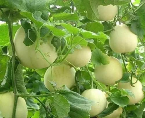 贵州特产土甜瓜种子图片欣赏 贵州高产甜瓜种子