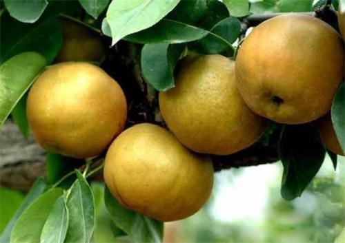 红色香水柚是哪里的特产 香水柚是哪个国家