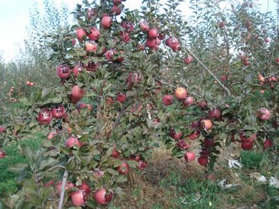新疆特产的苹果 新疆的苹果哪个地方最好