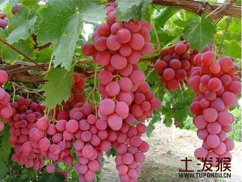 三个字的葡萄名字新疆特产 新疆最好吃的3款葡萄是什么