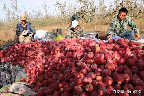 新疆应季水果和土特产 新疆一年四季的水果