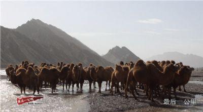新疆特产骆驼粉是真是假 新疆驼粉十大品牌