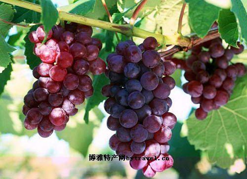 葡萄夏黑是新疆特产吗 新疆葡萄还有什么是特产