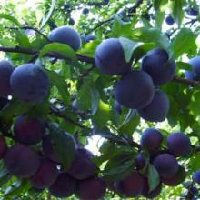 伽师县铁日木乡特产水果 伽师县有什么好吃的水果