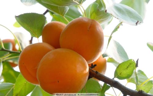 繁峙特产白水杏 白水杏是山西繁峙的特产