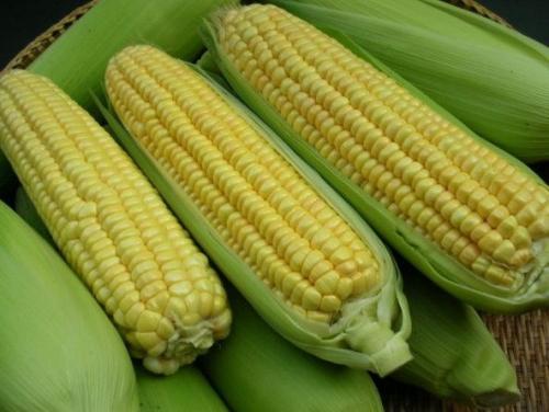 乡镇特产玉米展示区 陕西最大干玉米批发市场
